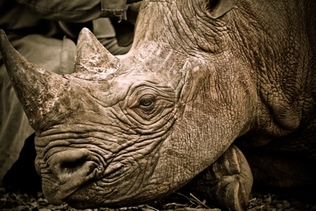 An Oprhaned Rhino at Daphne Sheldrick's Orphanage